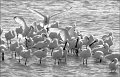 43 - Statules-Blanches en Baie de Somme - SADET GUY - france